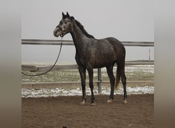 Más caballos centroeuropeos, Yegua, 4 años, 160 cm, Tordo