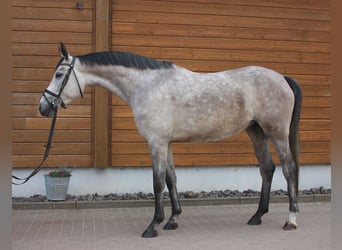 Más caballos centroeuropeos, Yegua, 4 años, 160 cm, Tordo rodado