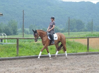 Más caballos centroeuropeos, Yegua, 4 años, 163 cm, Alazán-tostado