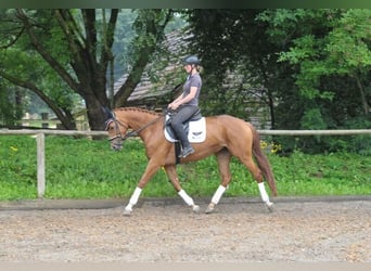 Más caballos centroeuropeos, Yegua, 4 años, 163 cm, Alazán-tostado