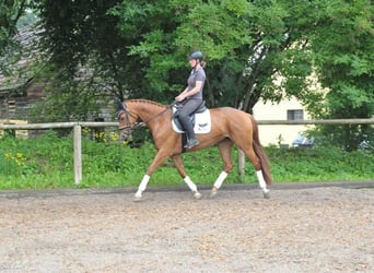 Más caballos centroeuropeos, Yegua, 4 años, 163 cm, Alazán-tostado