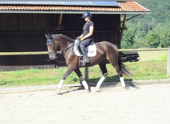Más caballos centroeuropeos, Yegua, 4 años, 163 cm, Alazán-tostado