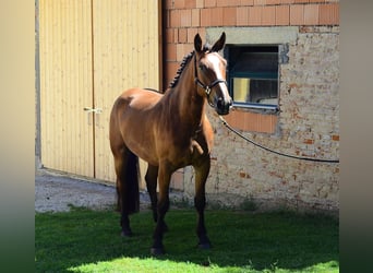 Más caballos centroeuropeos, Yegua, 4 años, 163 cm, Castaño