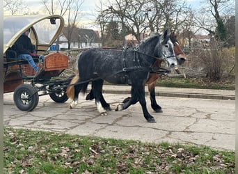 Más caballos centroeuropeos, Yegua, 4 años, 163 cm, Tordo rodado