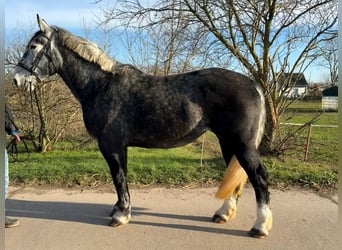 Más caballos centroeuropeos, Yegua, 4 años, 163 cm, Tordo rodado