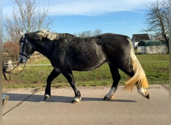 Más caballos centroeuropeos, Yegua, 4 años, 163 cm, Tordo rodado