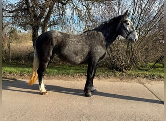 Más caballos centroeuropeos, Yegua, 4 años, 163 cm, Tordo rodado