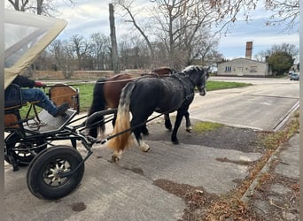 Más caballos centroeuropeos, Yegua, 4 años, 163 cm, Tordo rodado