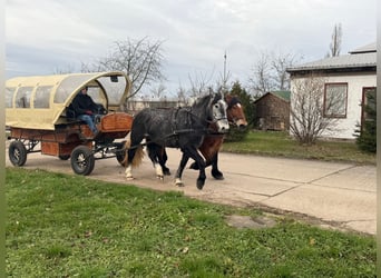 Más caballos centroeuropeos, Yegua, 4 años, 163 cm, Tordo rodado