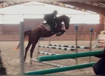 Más caballos centroeuropeos, Yegua, 4 años, 164 cm, Alazán-tostado