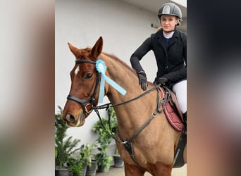 Más caballos centroeuropeos, Yegua, 4 años, 164 cm, Alazán-tostado