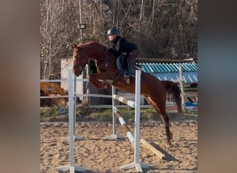 Más caballos centroeuropeos, Yegua, 4 años, 164 cm, Alazán-tostado