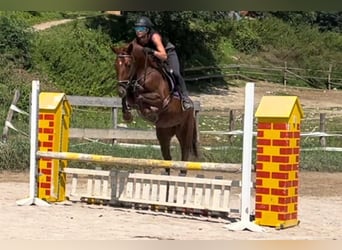 Más caballos centroeuropeos, Yegua, 4 años, 164 cm, Alazán-tostado