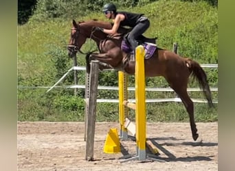 Más caballos centroeuropeos, Yegua, 4 años, 164 cm, Alazán-tostado