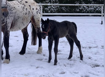 Más caballos centroeuropeos, Yegua, 4 años, 164 cm, Atigrado/Moteado