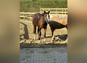 Más caballos centroeuropeos, Yegua, 4 años, 164 cm, Castaño