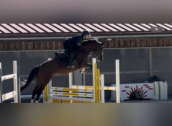 Más caballos centroeuropeos, Yegua, 4 años, 164 cm, Castaño