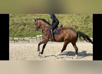 Más caballos centroeuropeos, Yegua, 4 años, 164 cm, Castaño