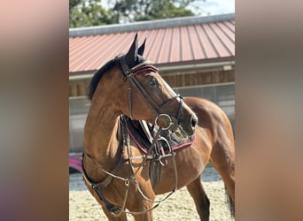 Más caballos centroeuropeos, Yegua, 4 años, 164 cm, Castaño