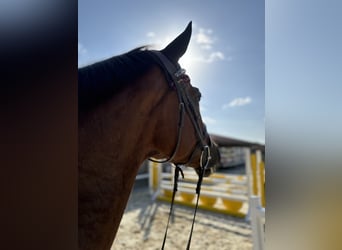 Más caballos centroeuropeos, Yegua, 4 años, 164 cm, Castaño