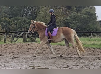 Más caballos centroeuropeos Mestizo, Yegua, 4 años, 165 cm, Alazán