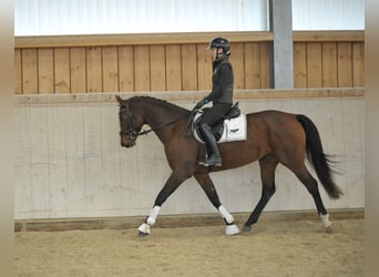 Más caballos centroeuropeos, Yegua, 4 años, 165 cm, Castaño
