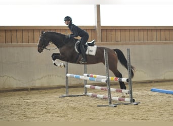 Más caballos centroeuropeos, Yegua, 4 años, 165 cm, Castaño