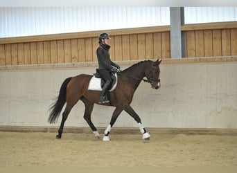 Más caballos centroeuropeos, Yegua, 4 años, 165 cm, Castaño