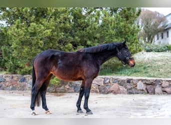 Más caballos centroeuropeos, Yegua, 4 años, 165 cm, Castaño oscuro