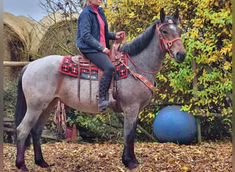 Más caballos centroeuropeos, Yegua, 4 años, 165 cm, Ruano alazán