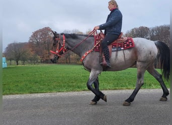 Más caballos centroeuropeos, Yegua, 4 años, 165 cm, Ruano alazán