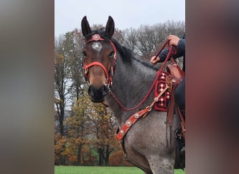 Más caballos centroeuropeos, Yegua, 4 años, 165 cm, Ruano alazán