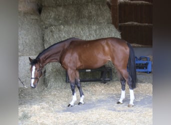 Más caballos centroeuropeos, Yegua, 4 años, 166 cm