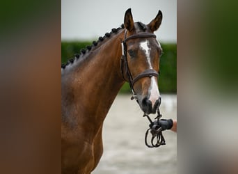 Más caballos centroeuropeos, Yegua, 4 años, 166 cm, Castaño