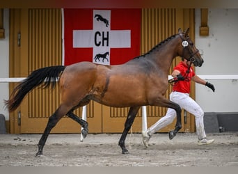 Más caballos centroeuropeos, Yegua, 4 años, 166 cm, Castaño