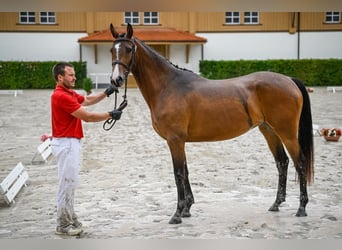 Más caballos centroeuropeos, Yegua, 4 años, 166 cm, Castaño