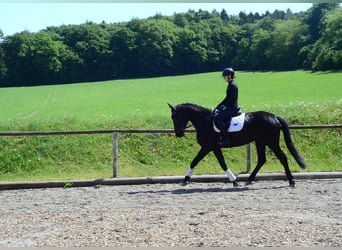 Más caballos centroeuropeos, Yegua, 4 años, 166 cm, Negro
