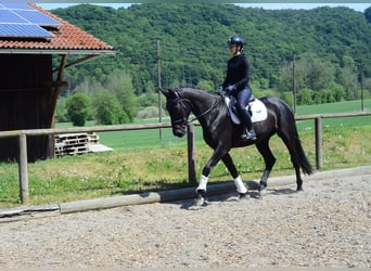 Más caballos centroeuropeos, Yegua, 4 años, 166 cm, Negro