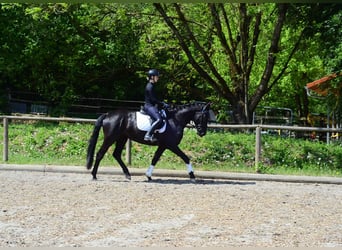 Más caballos centroeuropeos, Yegua, 4 años, 166 cm, Negro