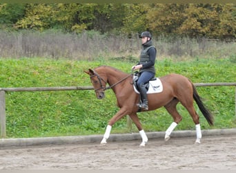 Más caballos centroeuropeos, Yegua, 4 años, 167 cm, Alazán