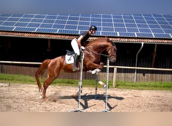 Más caballos centroeuropeos, Yegua, 4 años, 167 cm, Alazán