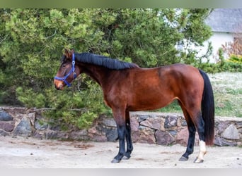 Más caballos centroeuropeos, Yegua, 4 años, 167 cm, Castaño