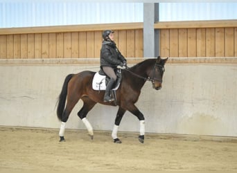 Más caballos centroeuropeos, Yegua, 4 años, 167 cm, Castaño