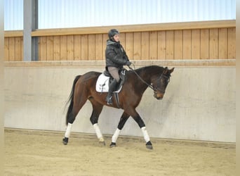 Más caballos centroeuropeos, Yegua, 4 años, 167 cm, Castaño