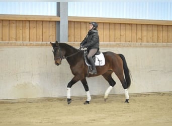 Más caballos centroeuropeos, Yegua, 4 años, 167 cm, Castaño