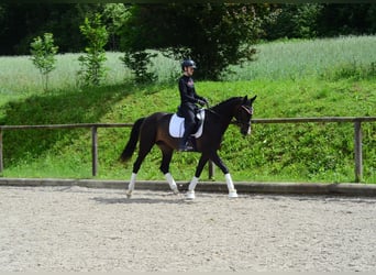 Más caballos centroeuropeos, Yegua, 4 años, 167 cm, Morcillo