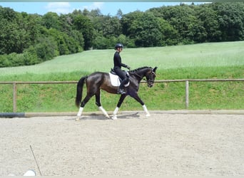 Más caballos centroeuropeos, Yegua, 4 años, 167 cm, Morcillo