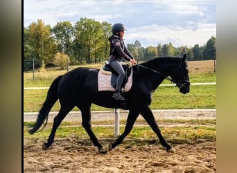 Más caballos centroeuropeos, Yegua, 4 años, 167 cm, Negro