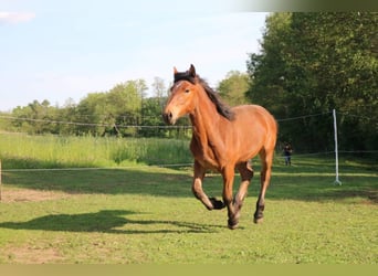 Más caballos centroeuropeos Mestizo, Yegua, 4 años, 168 cm, Castaño