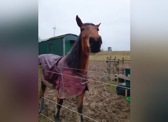 Más caballos centroeuropeos Mestizo, Yegua, 4 años, 168 cm, Castaño